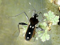 Veliidae